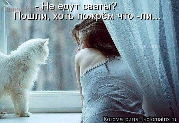 Новая котоматрица (37 шт)