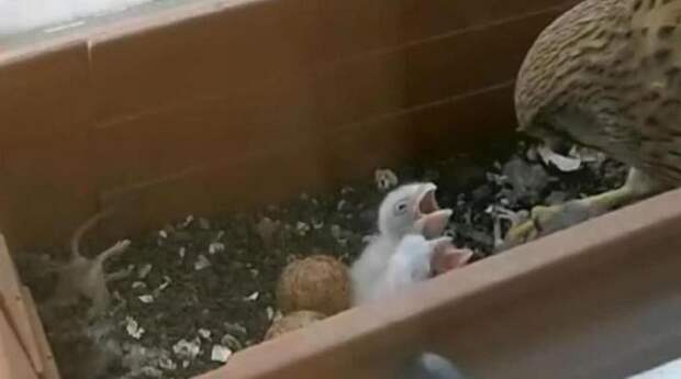 сокол