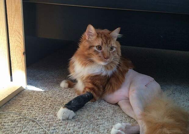 Обрили уже: 30 котов, которым сделали забавные стрижки перед операциями
