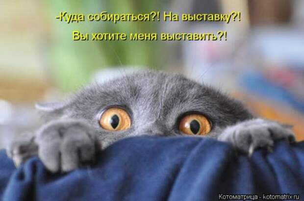 Котоматрицы(картинки с надписями)