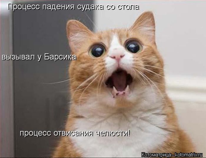 Лучшие котоматрицы недели (50 фото)