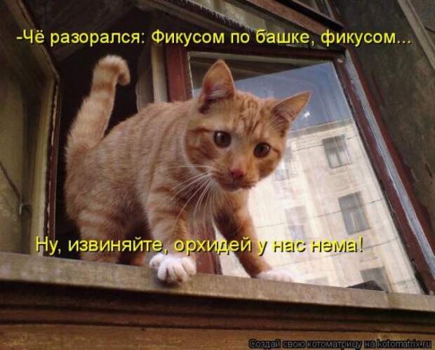 Котоматрицы (картинки с надписями)
