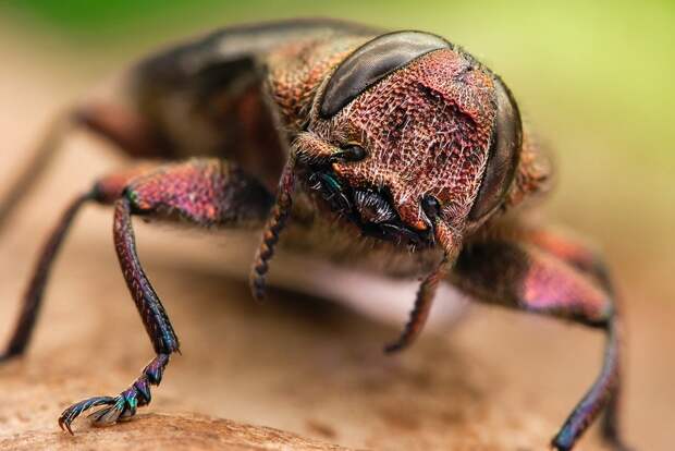 insects21 insects21 Портреты насекомых