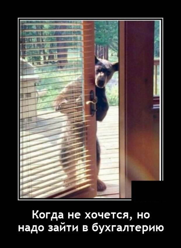 Демотиватор про медведя