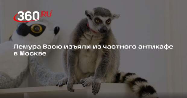 Лемура Васю изъяли из частного антикафе в Москве