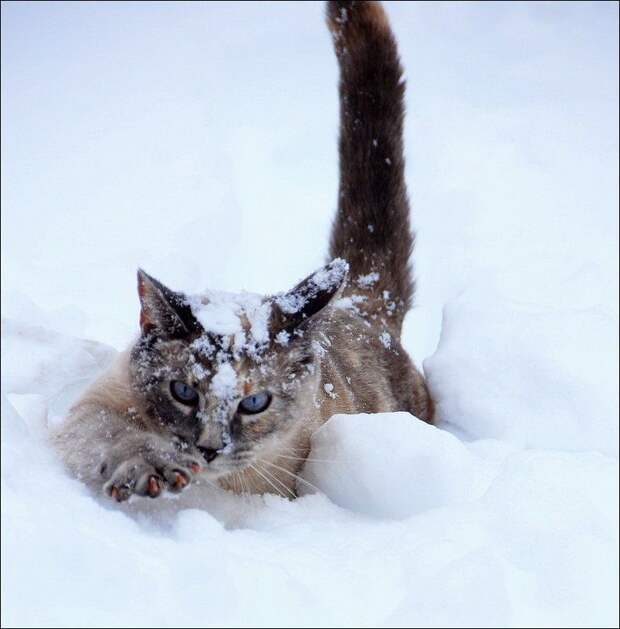 Зимние забавы кошек