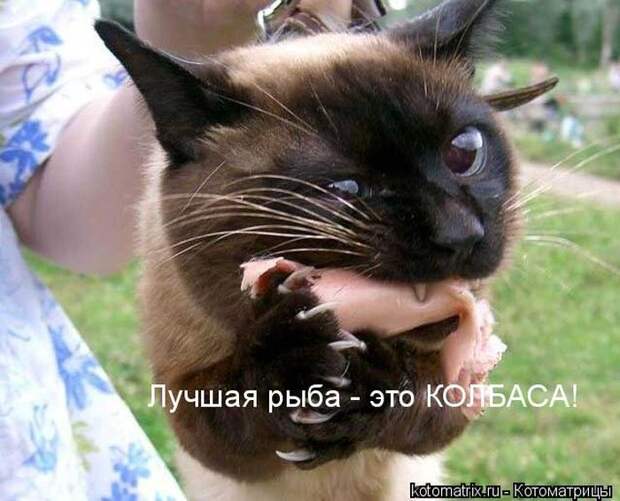 Лучшие котоматрицы недели (50 фото)