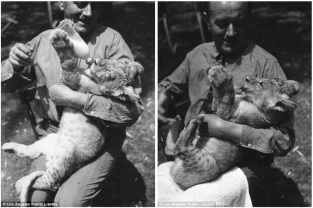 Знаменитая "голливудская львиная ферма": архивные фотографии 1925 - 1942 гг архивные снимки, архивные фото, дрессированные, дрессировщик, лев, львы, сша