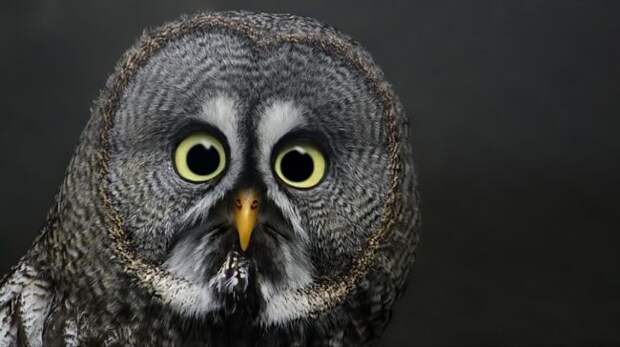 20 животных, которых тоже чертовски удивляет этот мир удивление, чувство, эмоции, животные