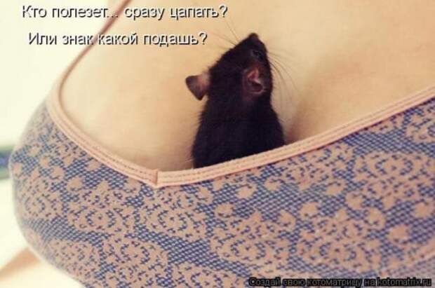 Котоматрицы(картинки с надписями)