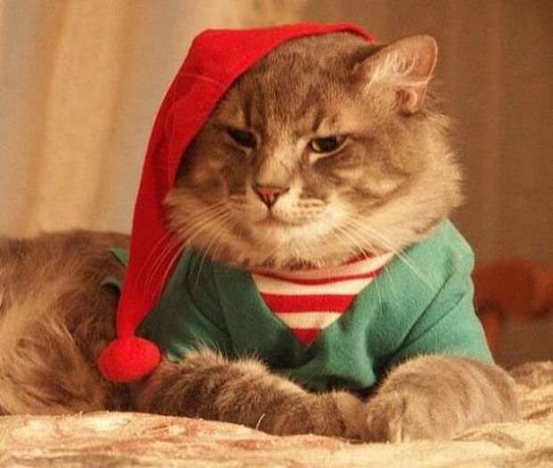 Коты на Новый год