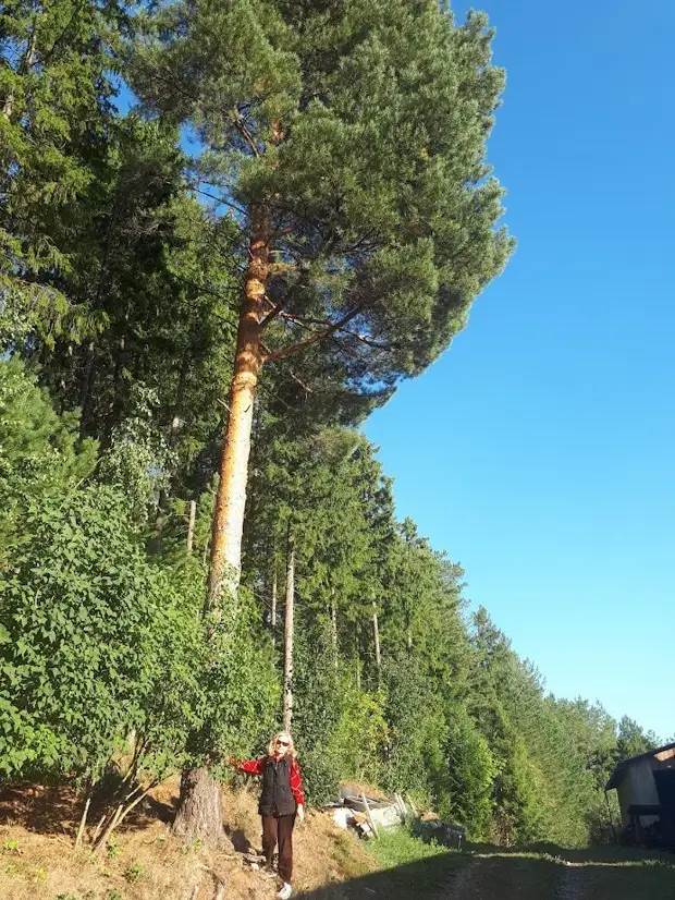 Они помнили. Почему наши бабушки и дедушки, а потом и родители прививали нам высокие вибрации