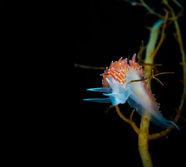 Flabellina verucosa