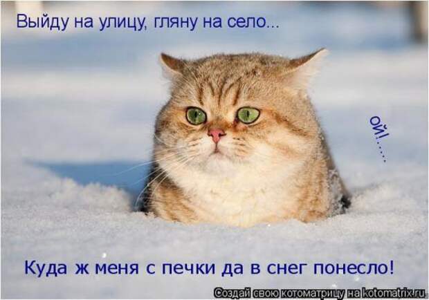 Котоматрицы(картинки с надписями)