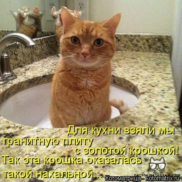 Лучшие котоматрицы недели