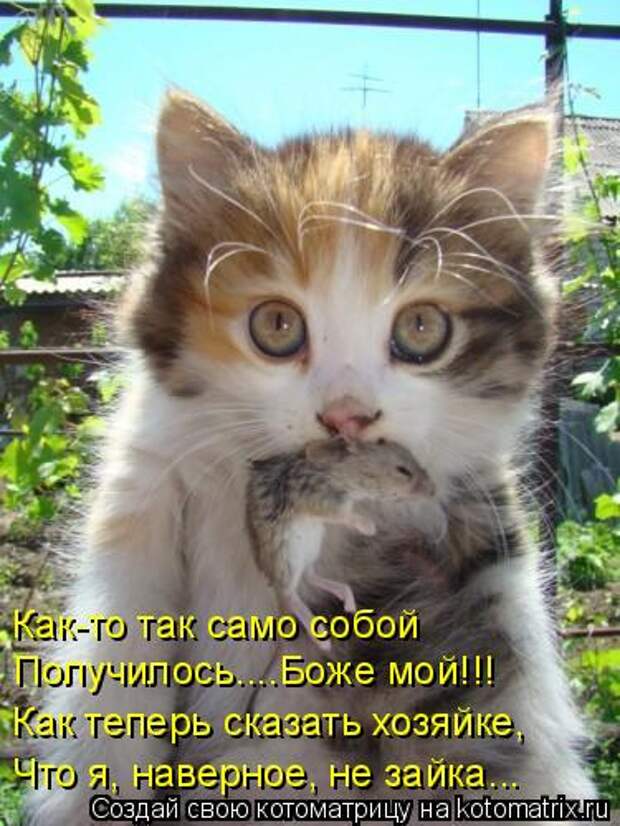 Котоматрица - Как-то так само собой Получилось....Боже мой!!! Как теперь сказать хоз