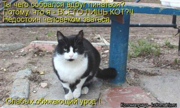 Котоматрицы(картинки с надписями)