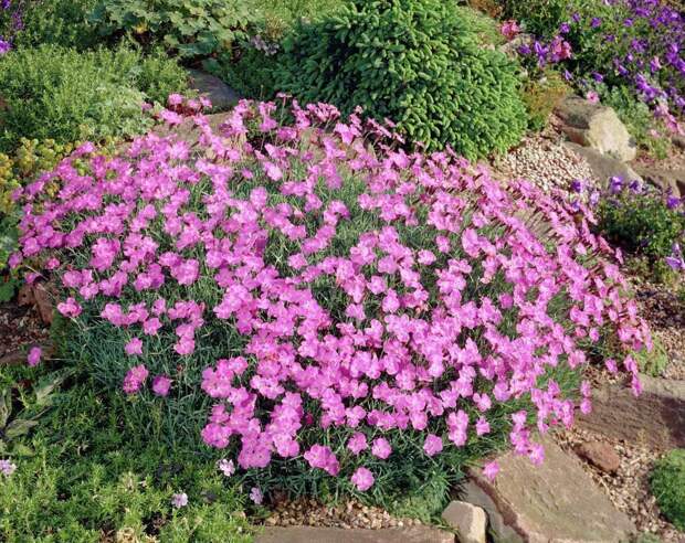 Гвоздика сизая фото (лат. Dianthus gratianopolitanus)