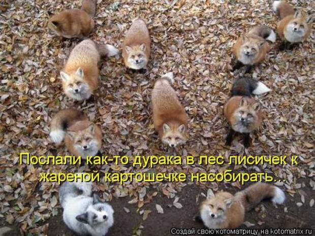 Котоматрицы(картинки с надписями)