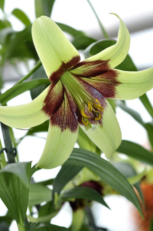 Или вот видовая Непальская лилия - lilium Nepalenese_Specie_DSC0935