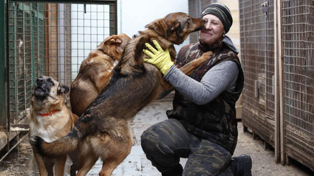 Жизнь после улицы: как работает система помощи бездомным животным в России