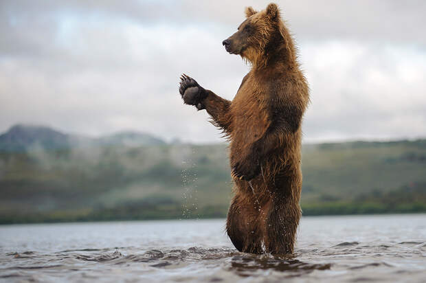 Bear_04470