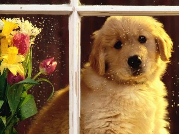 Dogs