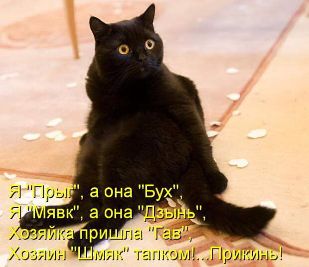 Котоматрицы (50 штук) Котоматрицы (50 штук)