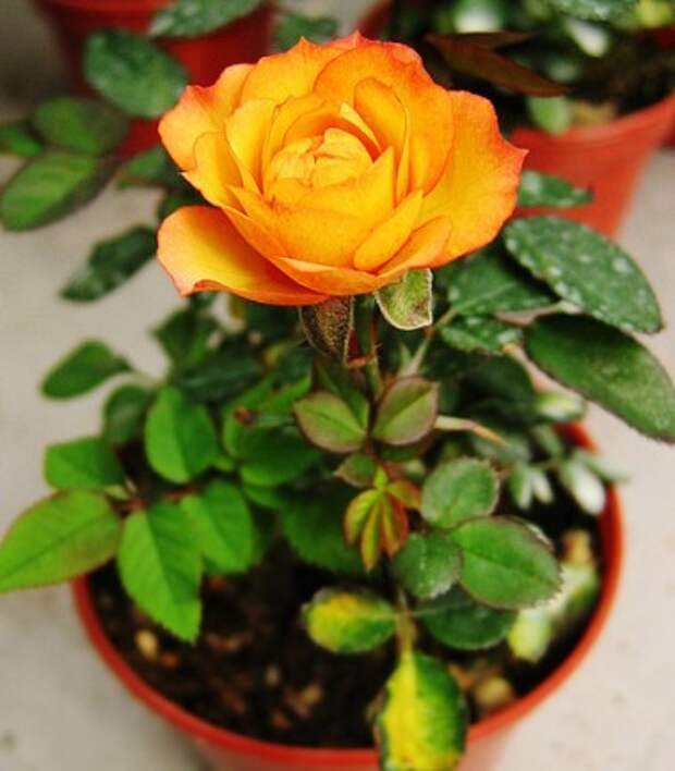 Комнатное растение роза - королева цветов в доме Женская книга