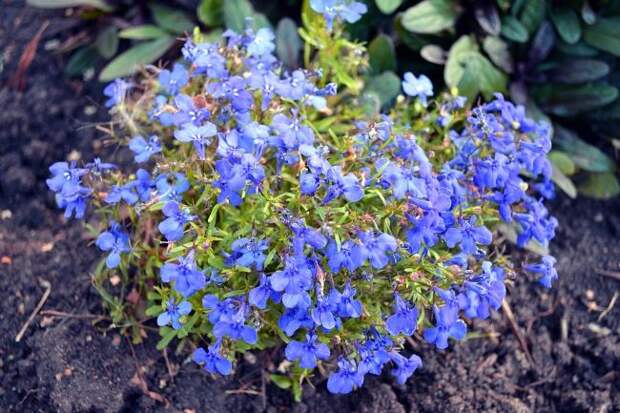 Фото синие цветы карликовой Лобелии