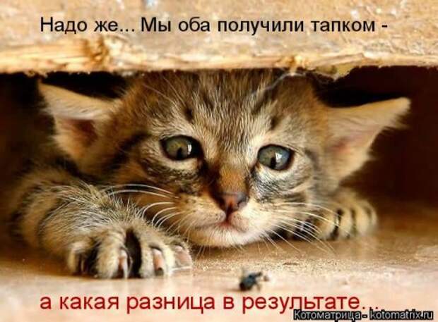 Свежая котоматрица для всех (38 фото)