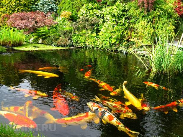 Пруд, водопад, ручей на участке — 26 оригинальных идей