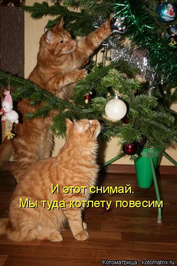 Лучшие котоматрицы недели (50 фото) Лучшие котоматрицы недели (50 фото)