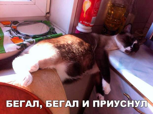 Прикольные картинки с надписями для веселья (11 фото)