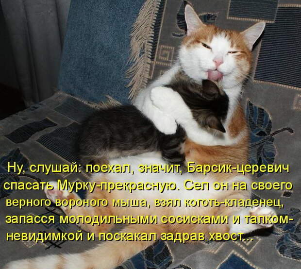 Котоматрицы (50 штук) Котоматрицы (50 штук)