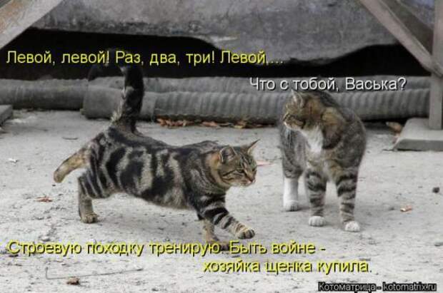Котоматрицы (картинки с подписями)