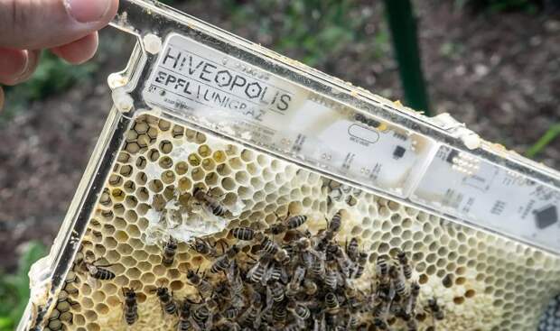 Практичные робосоты позволят пчелам выжить при резком похолодании