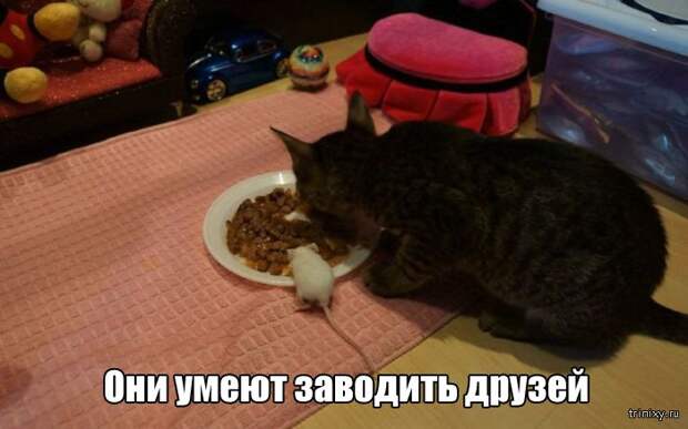 Вещи, которые до боли знакомы всем кошатникам (20 фото)