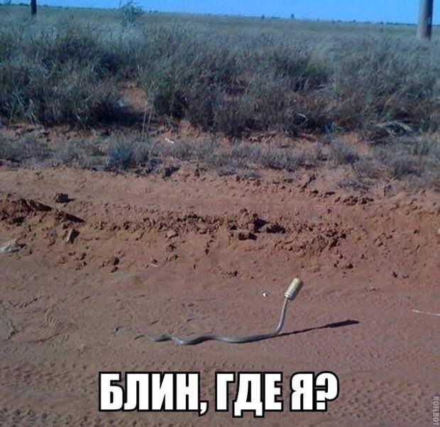 Картинки с надписями мем, прикол, юмор