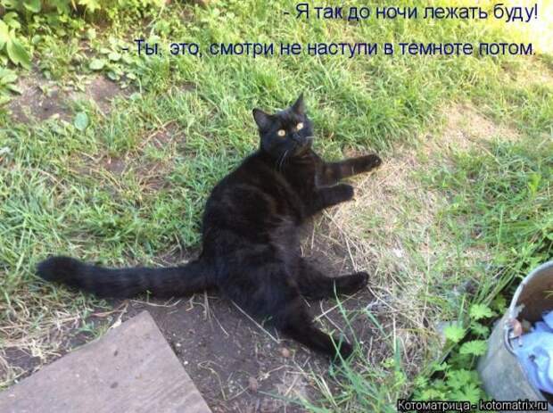 Лучшие котоматрицы недели (50 фото)