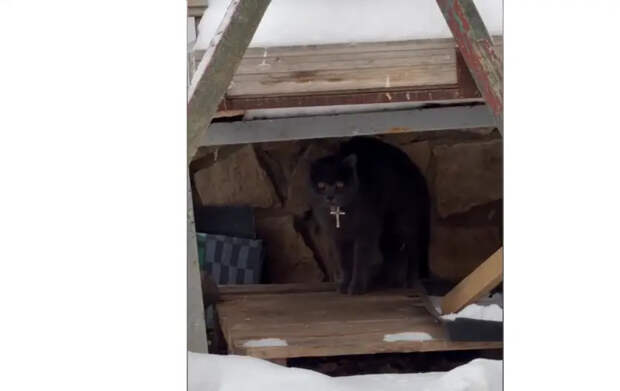 Ошейник с крестом на коте в Балашихе – невежество, заявил общественник Иванов