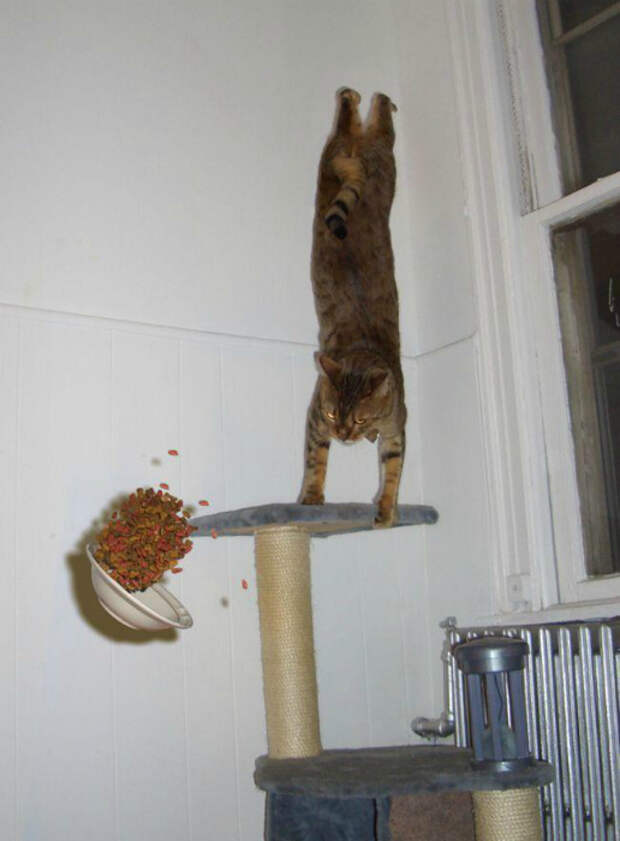 Странные маневры кота.