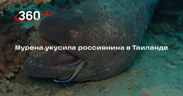 Мурена укусила россиянина в Таиланде
