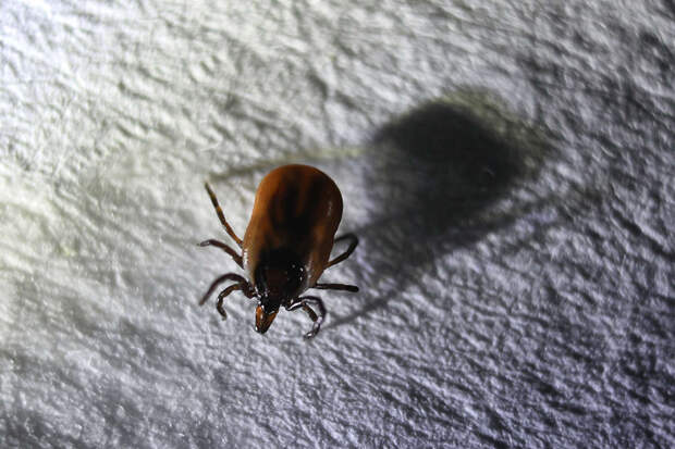 Роспотребнадзор: начало активности клещей ожидается в третьей декаде марта