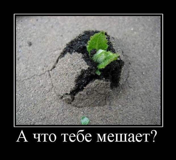 Демотиваторы, создавай прикольное настроение.