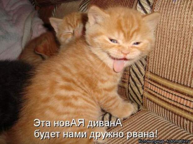 Котоматрицы(картинки с надписями)