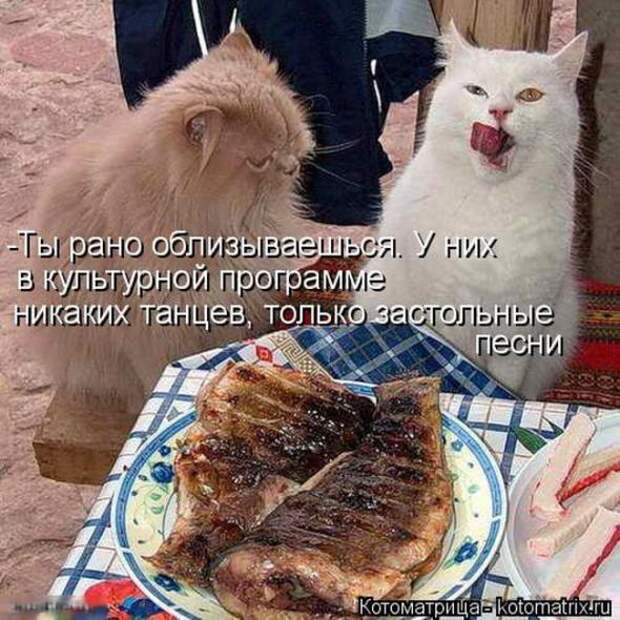 Котоматрицы(картинки с надписями)