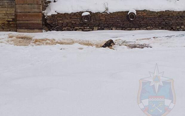 В Ленобласти дворняга угодила в ледяную полынью. На помощь пришли спасатели