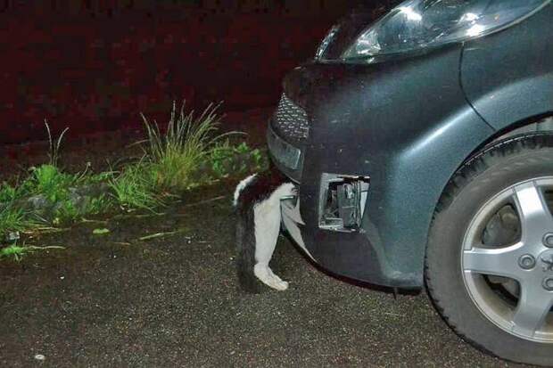 Кот чудом выжил, когда на скорости 120 км/ч его сбила машина