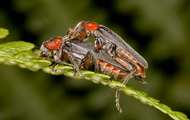 Жук пожарник (Cantharis rustica) или мягкотелка деревенская, красноногая